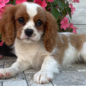 Cavalier King Charles Spaniel Puppy Winnie