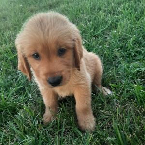 Golden Retriever Puppy Bently