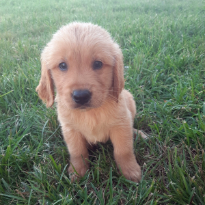 Golden Retriever Puppy Bently