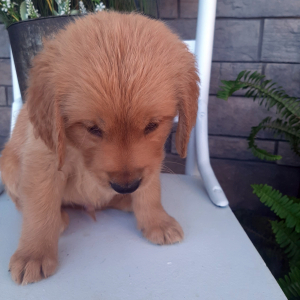 Golden Retriever Puppy Bently
