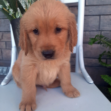 Golden Retriever Puppy Bently