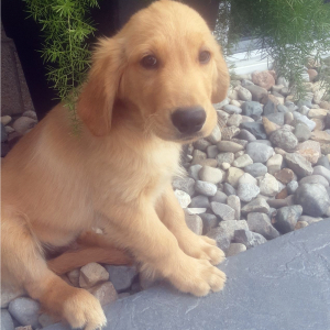 Golden Retriever Puppy Bently