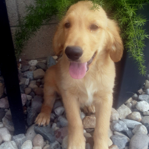 Golden Retriever Puppy Bently