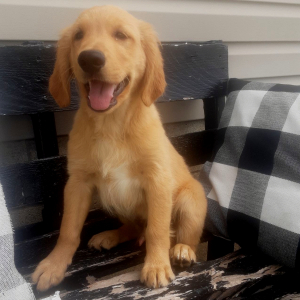 Golden Retriever Puppy Bently