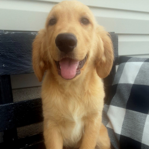 Golden Retriever Puppy Bently