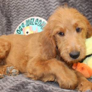 Goldendoodle Puppy Sybil