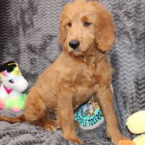 Goldendoodle Puppy Sybil