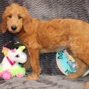 Goldendoodle Puppy Sybil