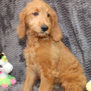 Goldendoodle Puppy Sybil