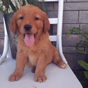 Golden Retriever Puppy Brenly
