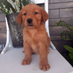 Golden Retriever Puppy Brenly