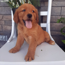 Golden Retriever Puppy Brenly