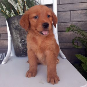 Golden Retriever Puppy Brenly