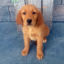 Golden Retriever Puppy Brenly