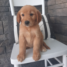 Golden Retriever Puppy Lizzie