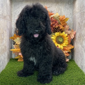 Poodle Puppy Ken
