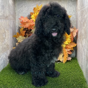 Poodle Puppy Ken