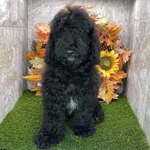 Poodle Puppy Ken