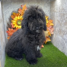 Poodle Puppy Ken