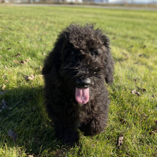 Poodle Puppy Ken