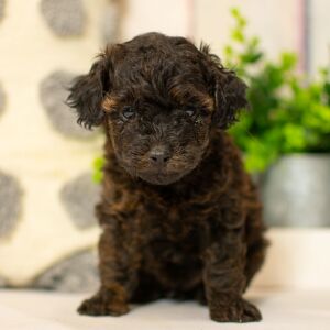 Poodle Puppy Tate