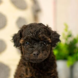 Poodle Puppy Tate
