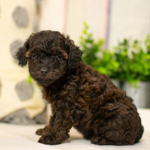 Poodle Puppy Tate