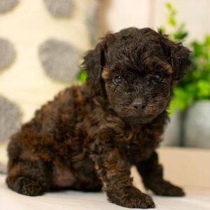 Poodle Puppy Tate