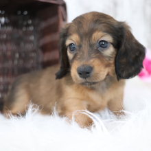 Dachshund Puppy Meg