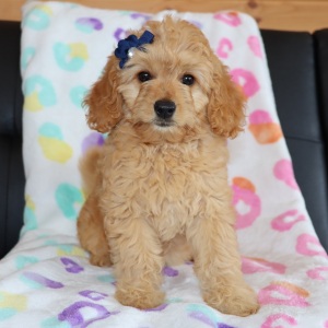 Goldendoodle Puppy Winkle
