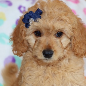 Goldendoodle Puppy Winkle