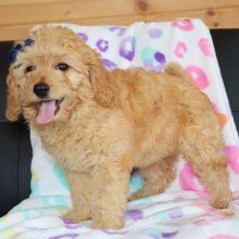 Goldendoodle Puppy Winkle