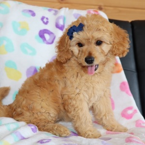 Goldendoodle Puppy Winkle