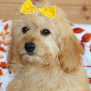 Goldendoodle Puppy Winkle