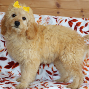 Goldendoodle Puppy Winkle