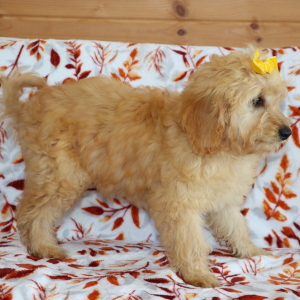 Goldendoodle Puppy Winkle