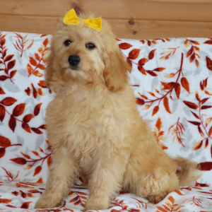 Goldendoodle Puppy Winkle