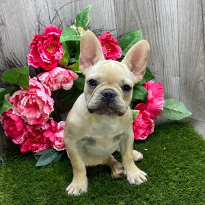 French Bulldog Puppy Kaspian
