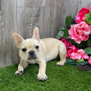 French Bulldog Puppy Kaspian