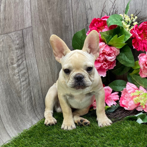 French Bulldog Puppy Kaspian