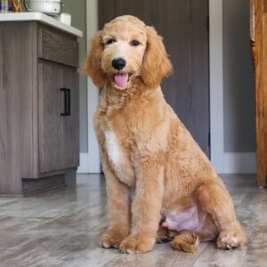 Goldendoodle Puppy Zion