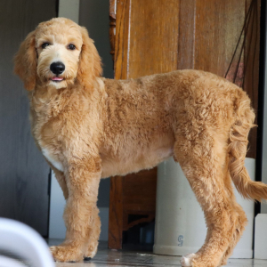 Goldendoodle Puppy Zion