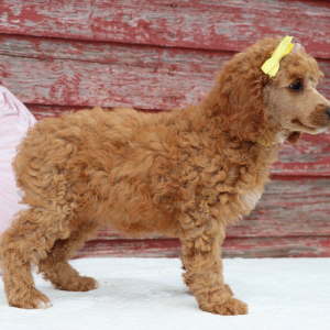 Poodle Puppy Paris