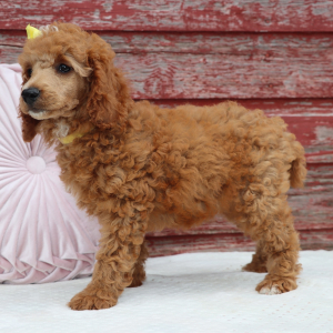 Poodle Puppy Paris