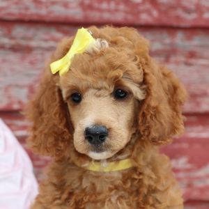 Poodle Puppy Paris