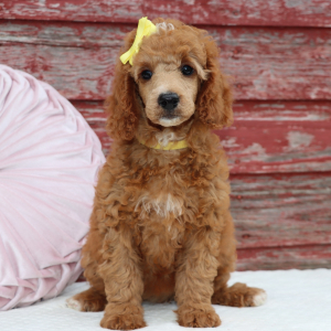 Poodle Puppy Paris