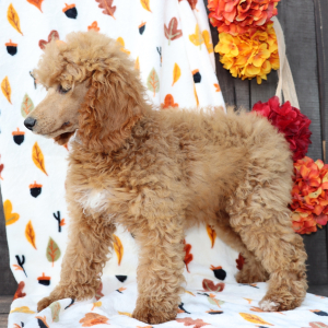 Poodle Puppy Peggy