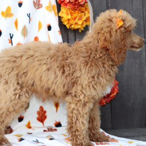 Poodle Puppy Peggy