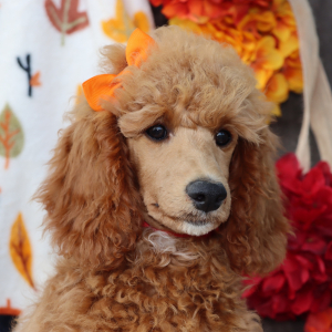 Poodle Puppy Peggy