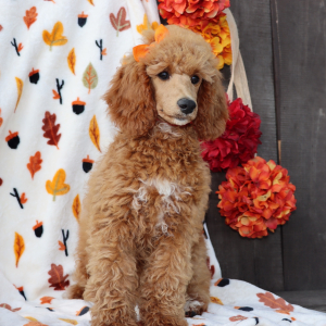 Poodle Puppy Peggy